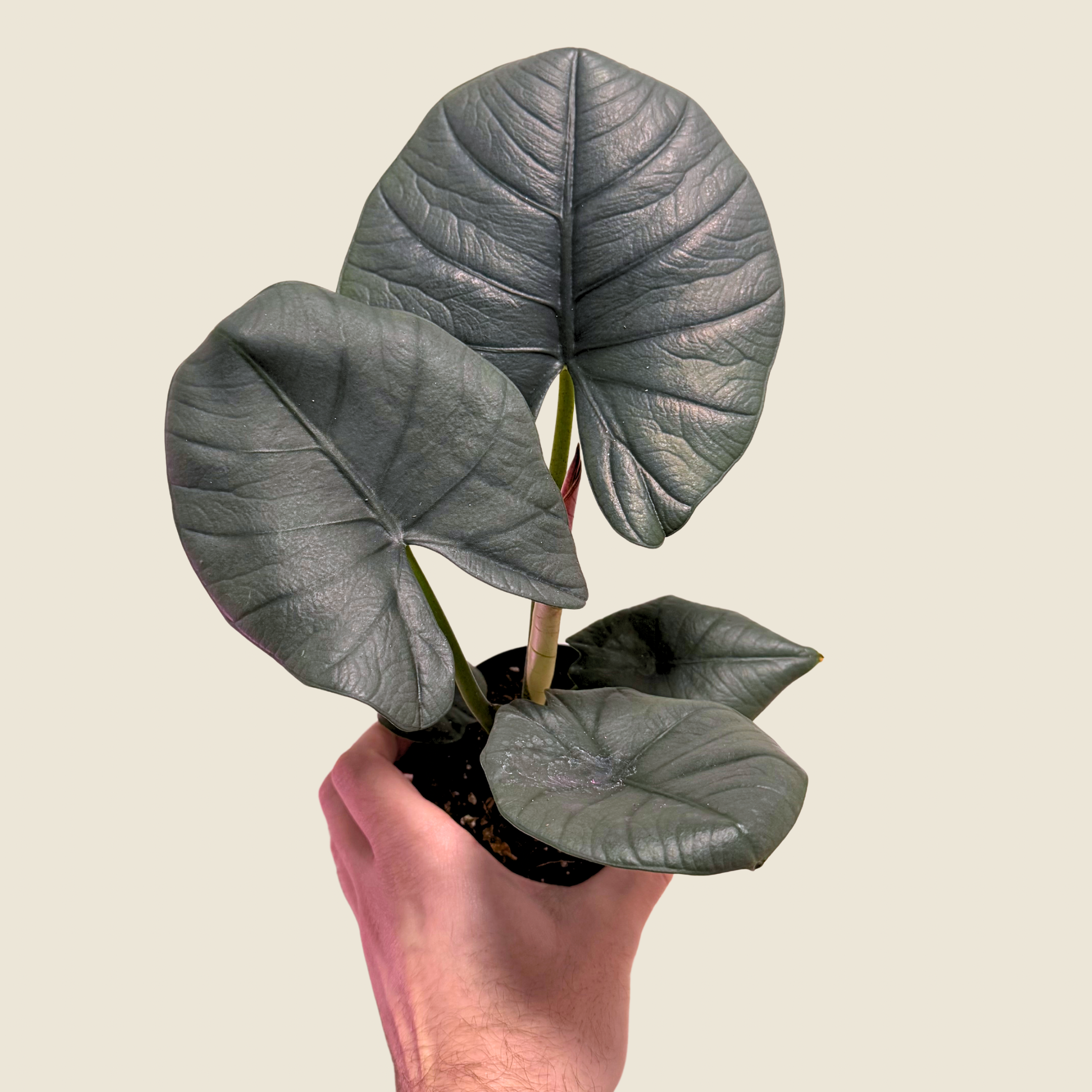 Alocasia Reginae