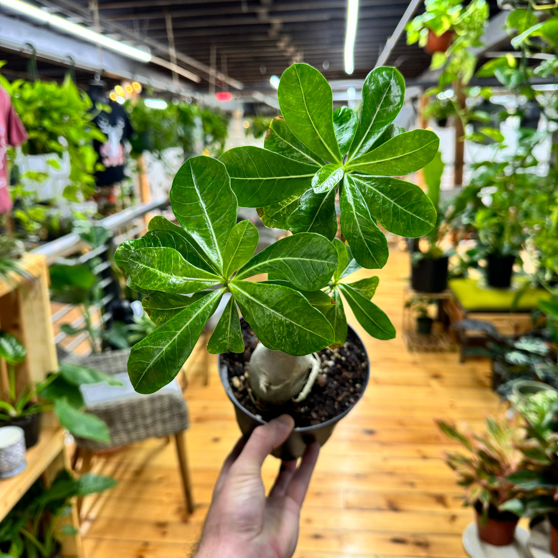 Adenium Variegated Desert Rose