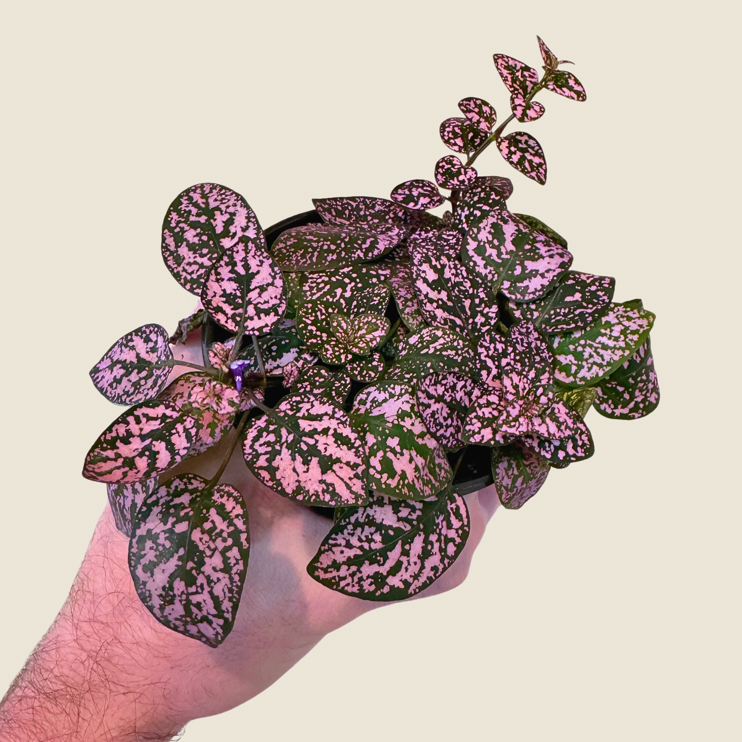 Hypoestes Polka Dot