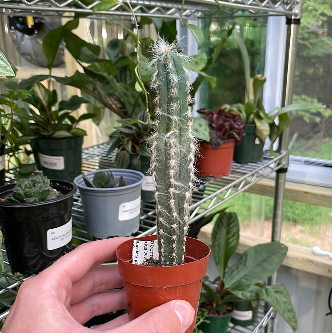 Pilosocereus Pachycladus