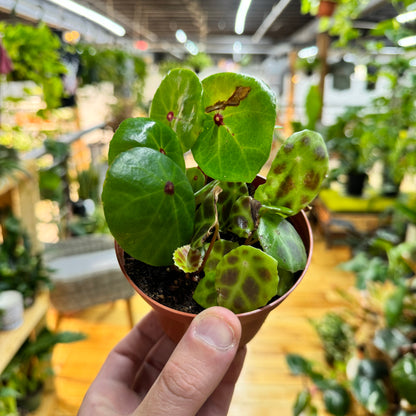 Begonia Conchifolia &amp; Kingiana