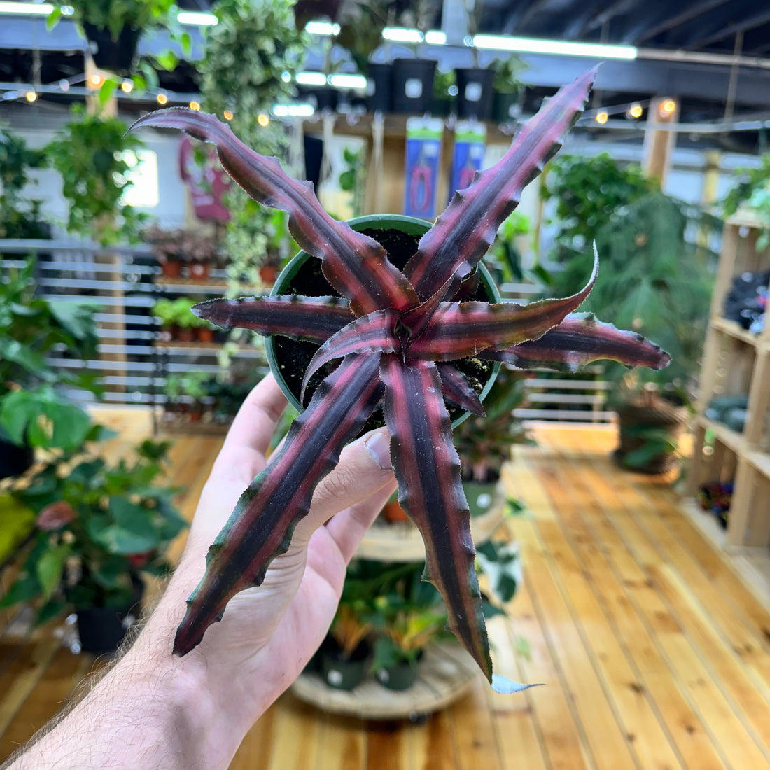 Cryptanthus Earth Star