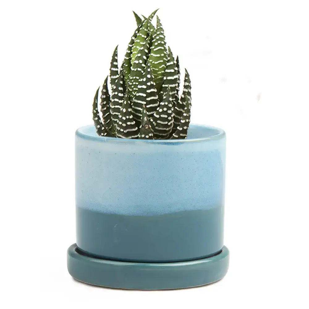 Minute Ceramic Plant Pots Indoor