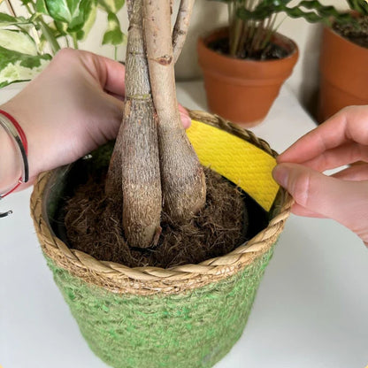 Fungus Gnat Sticky Traps