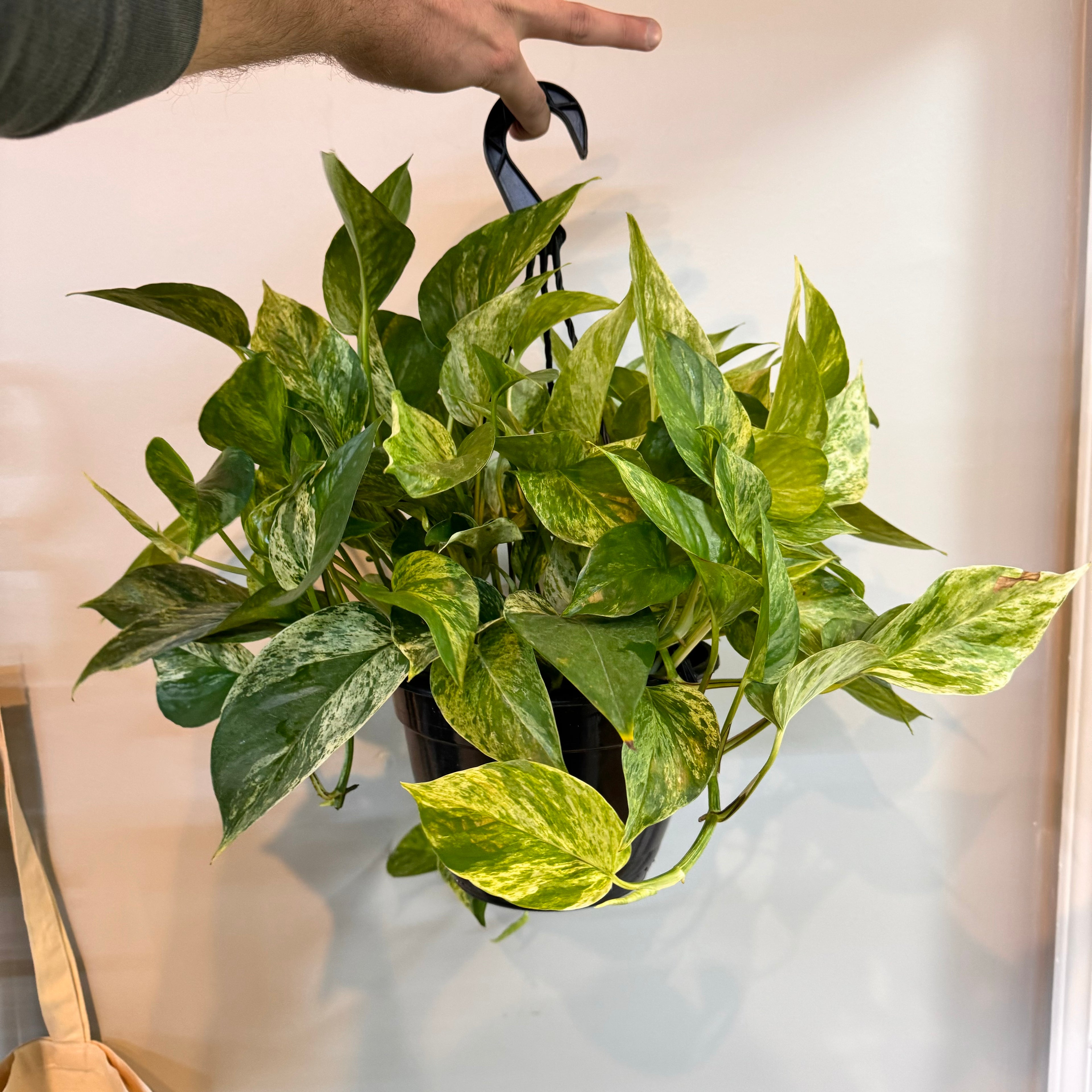 Pothos Marble Queen