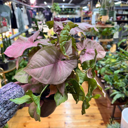 Syngonium Neon Pink