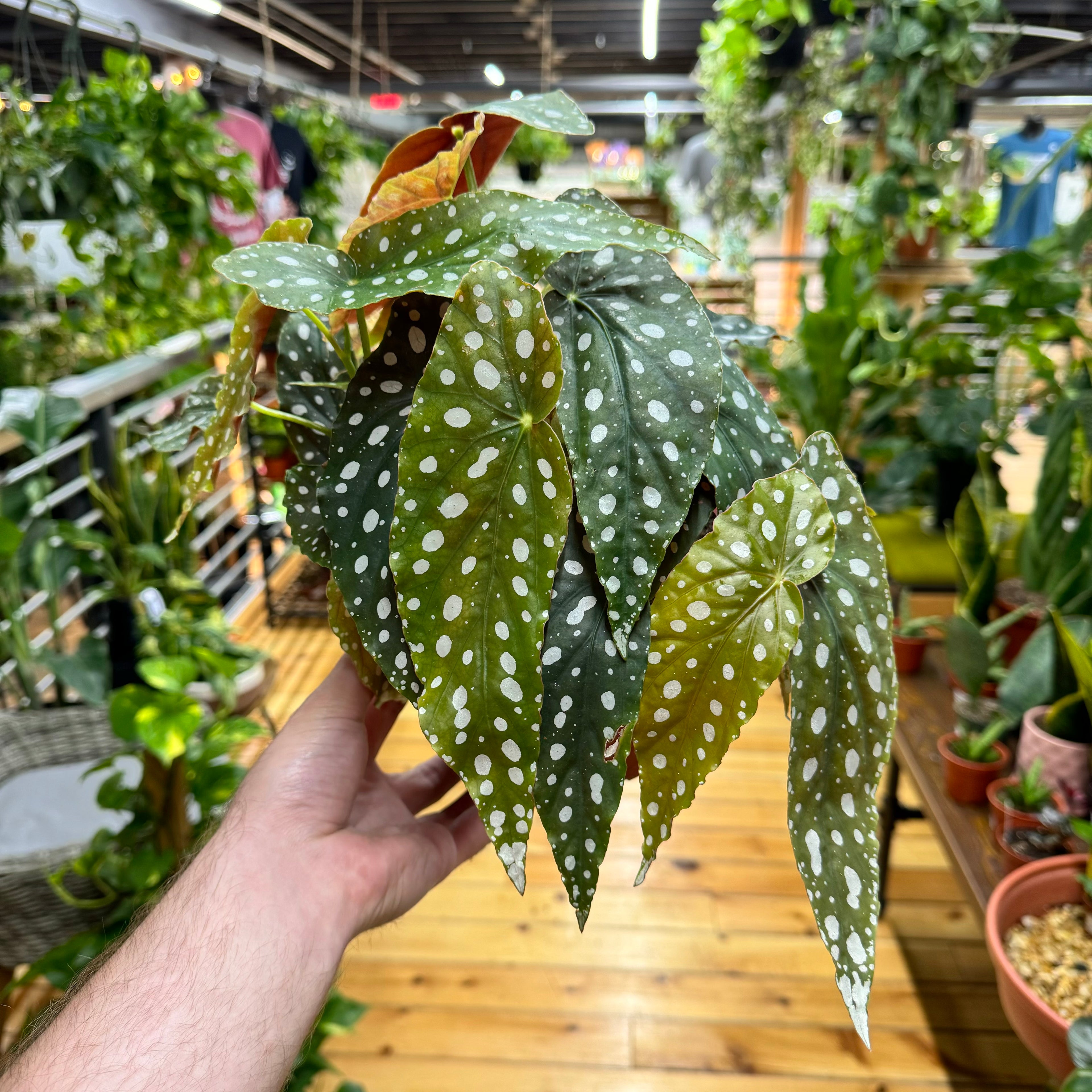 Begonia Maculata