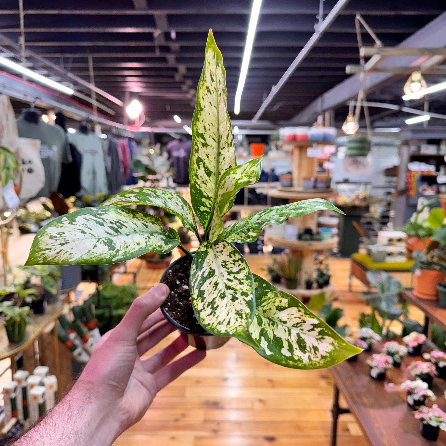 Dieffenbachia Star Bright