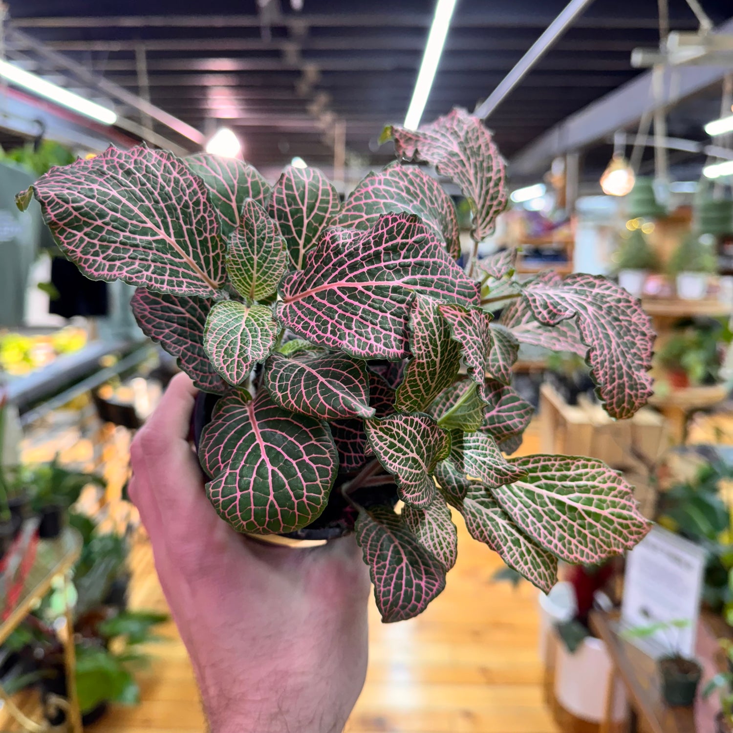 Fittonia Nerve Plant