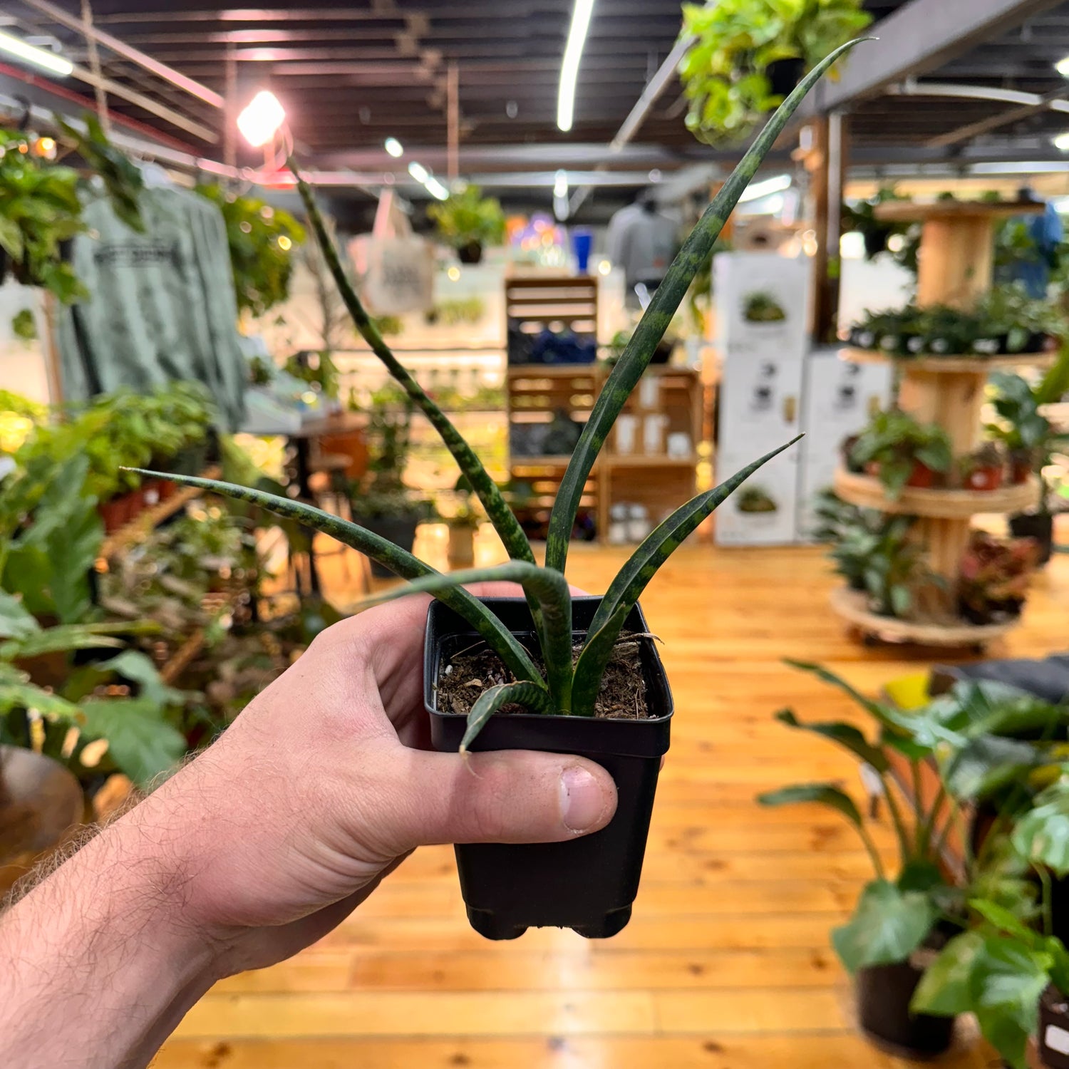 Sansevieria Fernwood Mikado