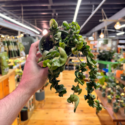 Hoya Rope