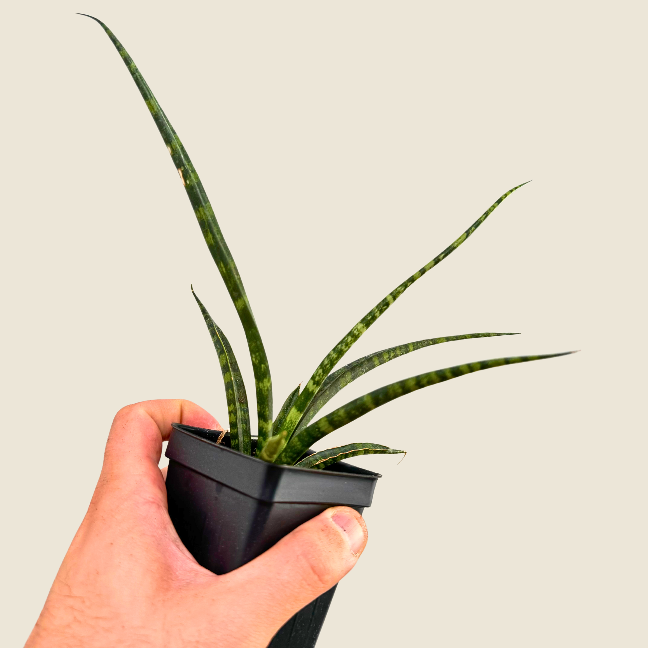 Sansevieria Fernwood Mikado