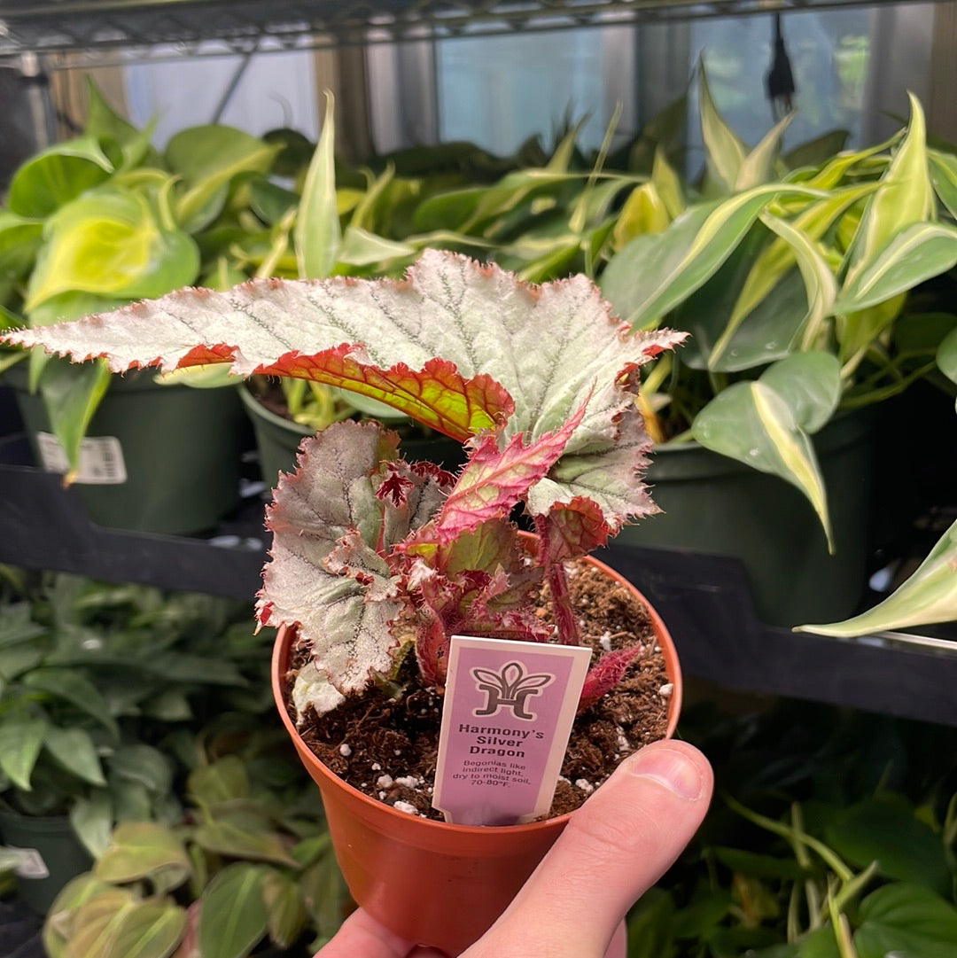 Begonia Harmony&