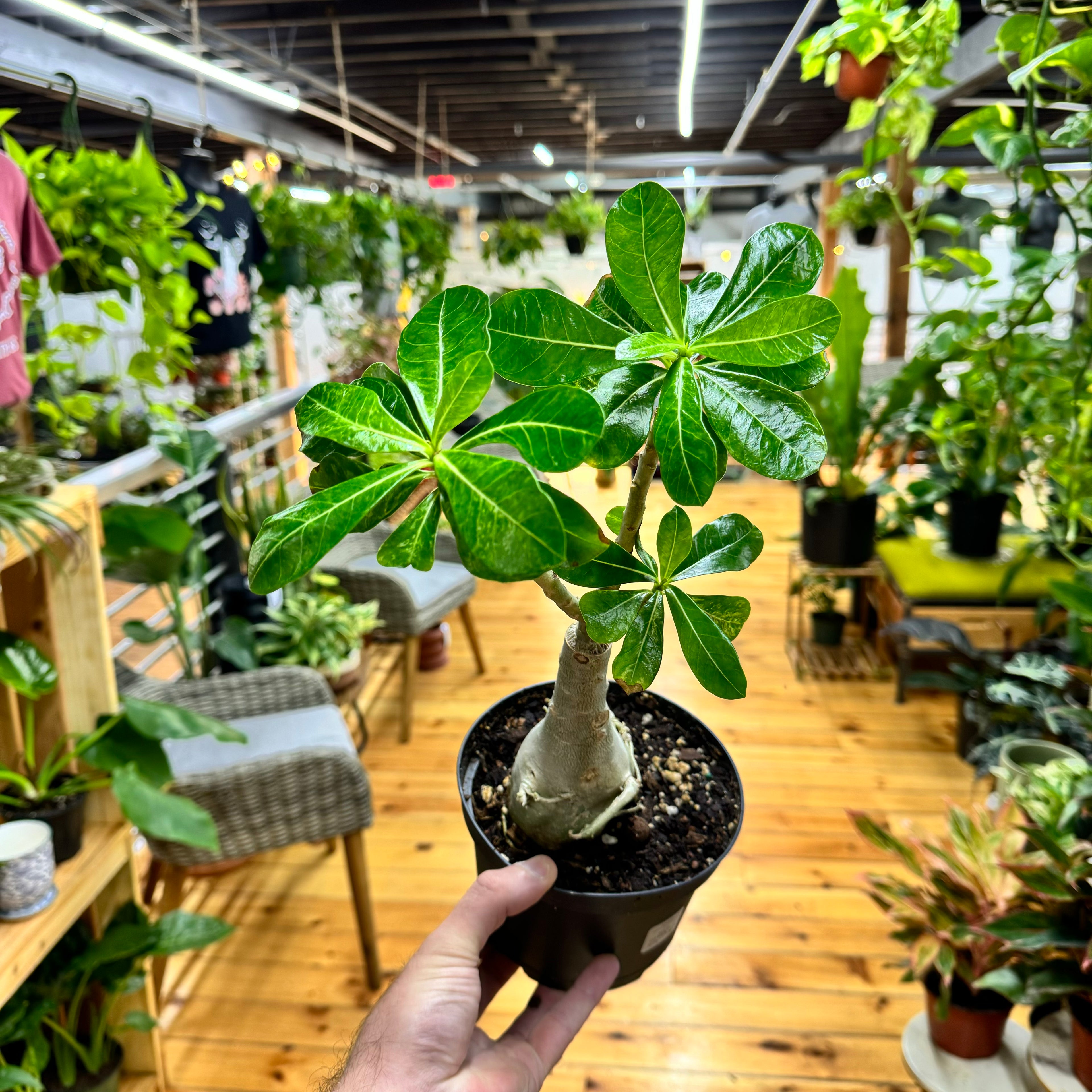 Adenium Variegated Desert Rose