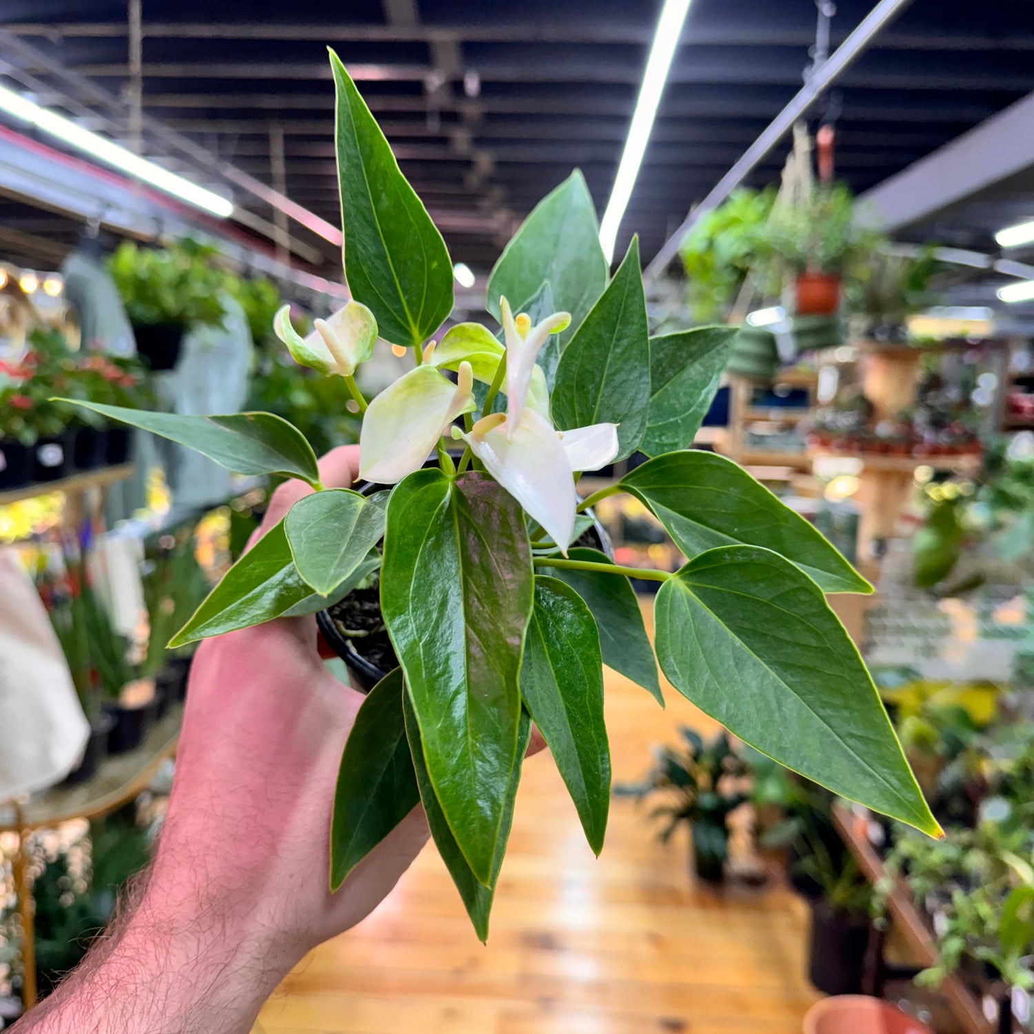 Anthurium White