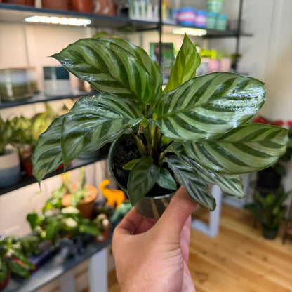 Calathea Freddie