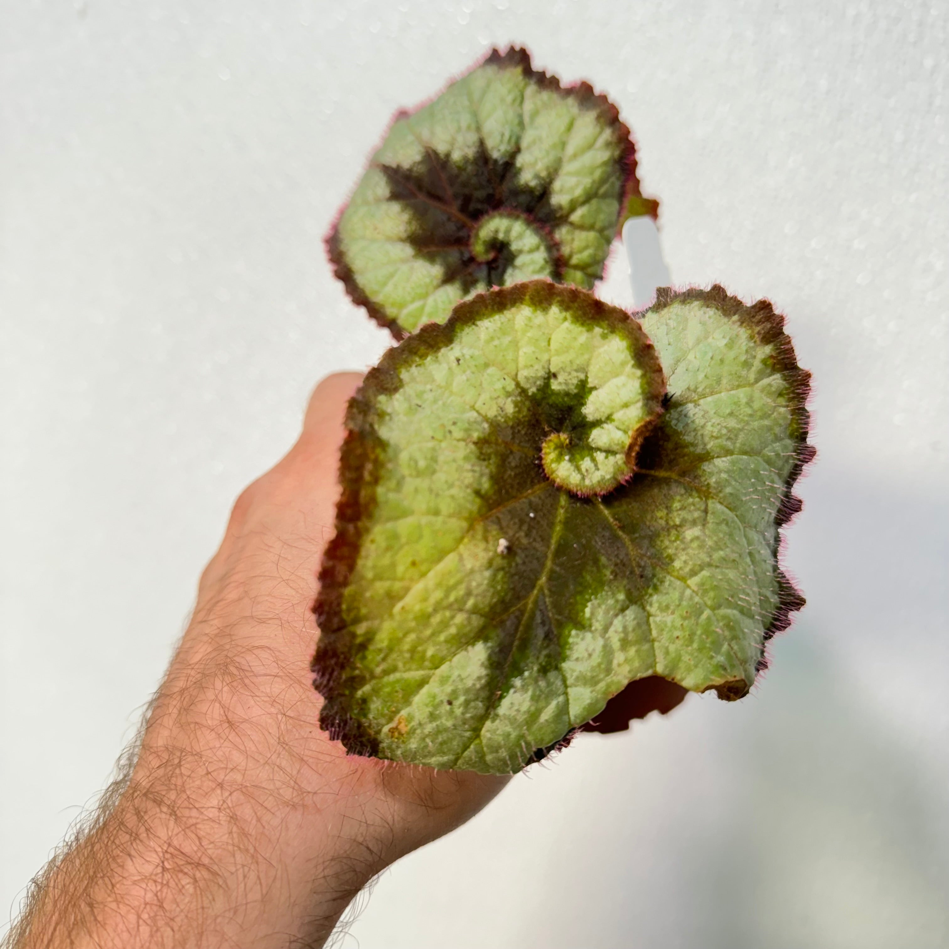 Begonia Rex Escargot