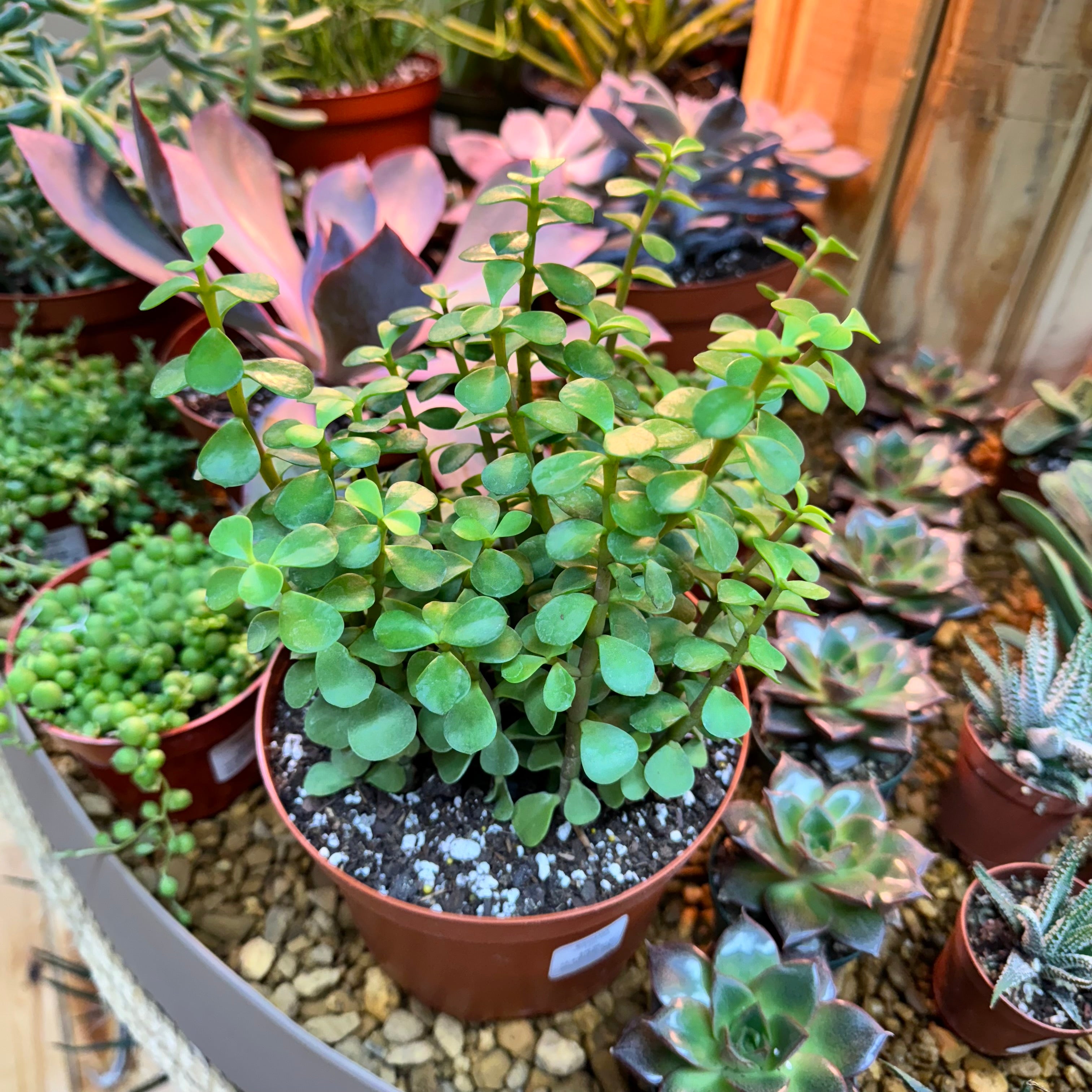 Assorted Large Succulents