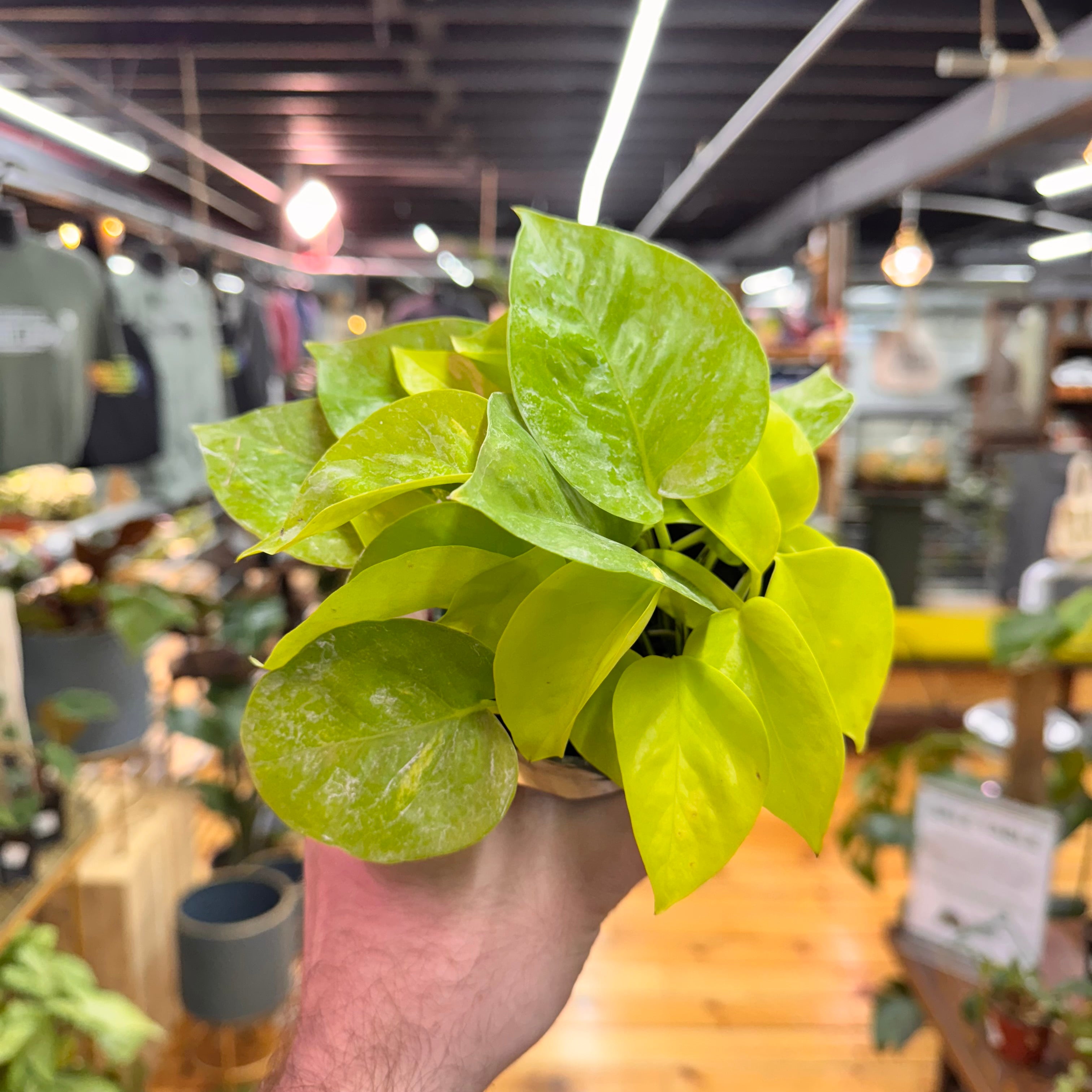 Pothos Neon