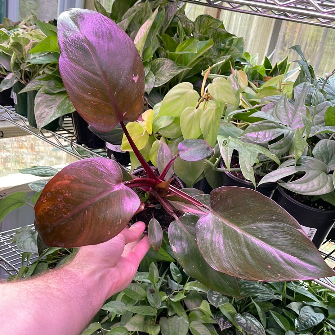 Philodendron Pink Princess