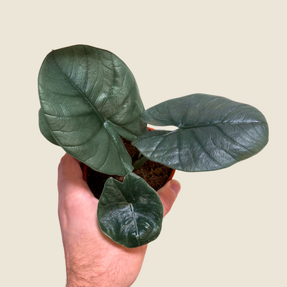 Alocasia Platinum