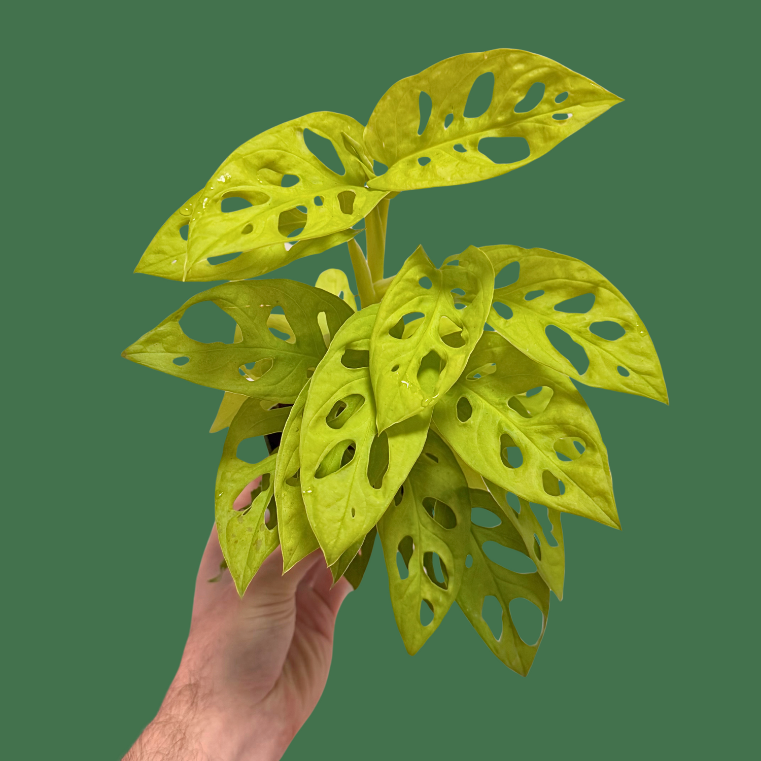 Monstera Adansonii Neon