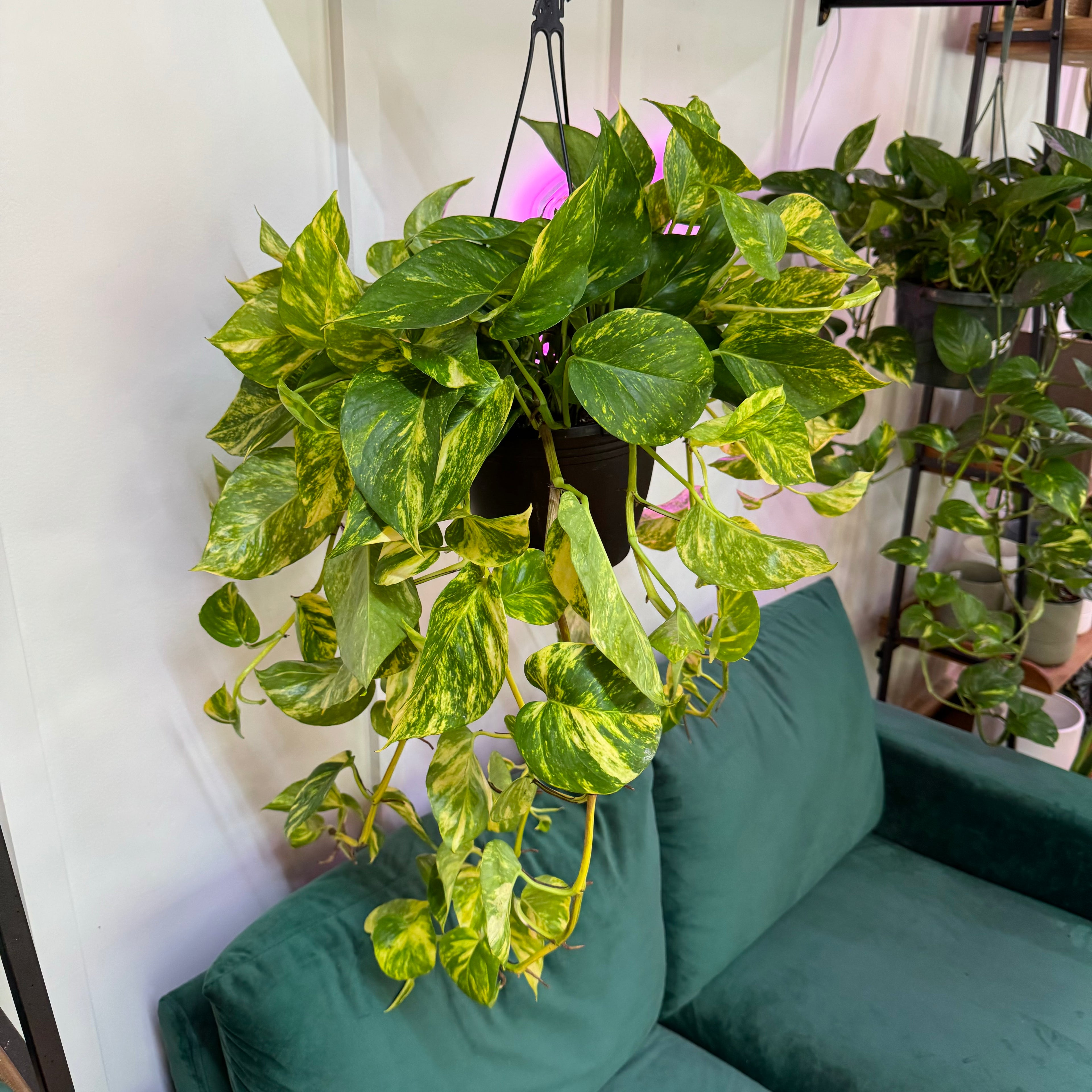 Pothos Hawaiian