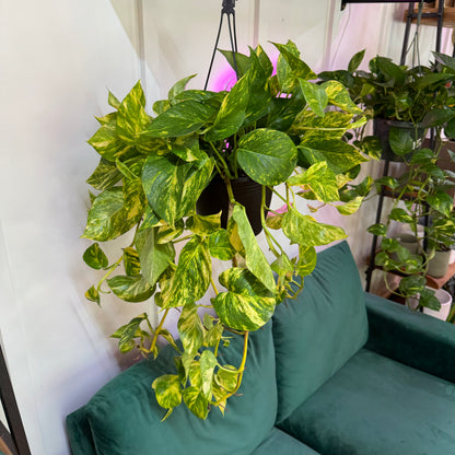 Pothos Hawaiian