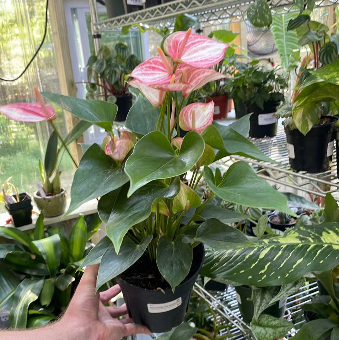 Anthurium Variegated