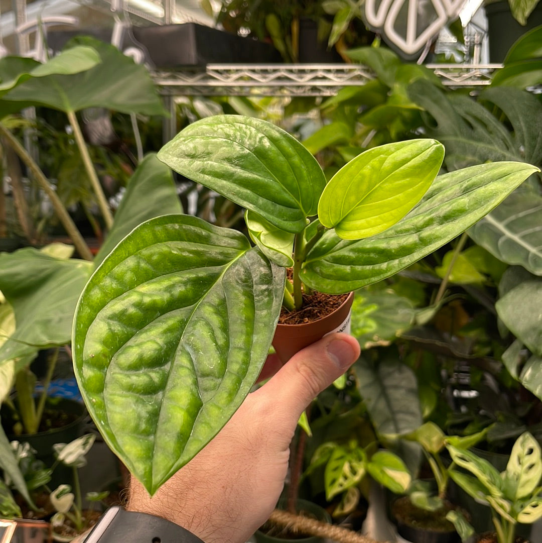 Monstera Peru