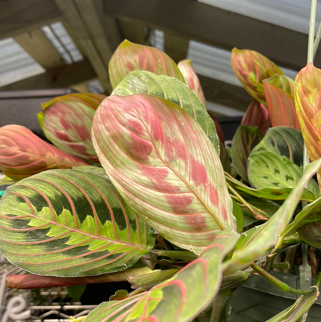 Marant Red Plant in size 8 inch hanging nursery pot, close up of leaves