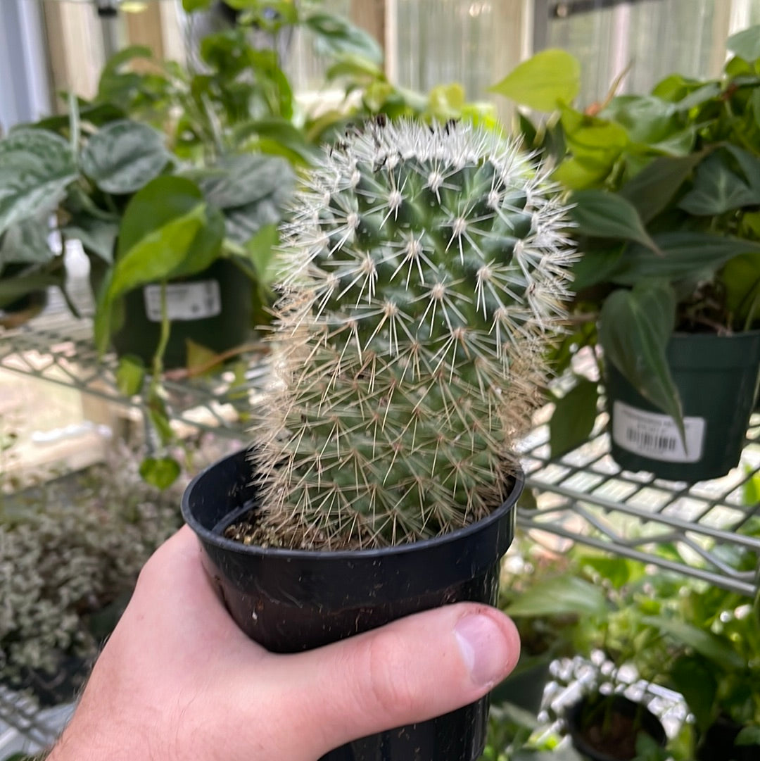 Rebutia Fabrisii