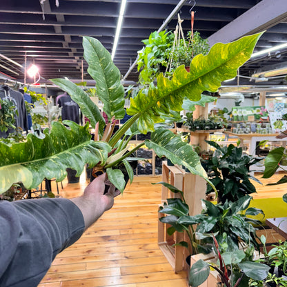 Philodendron Ring of Fire