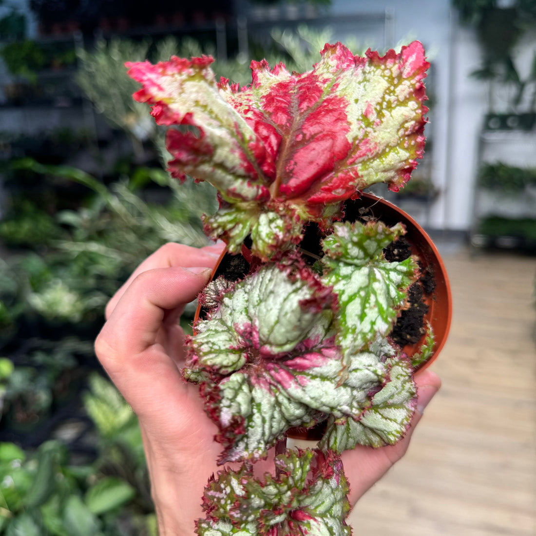 Begonia Watermelon Sugar High