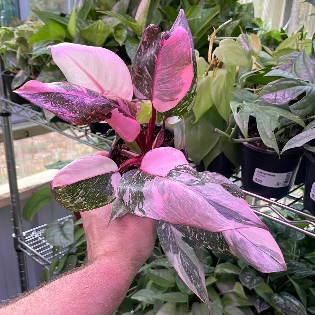 Philodendron Pink Princess