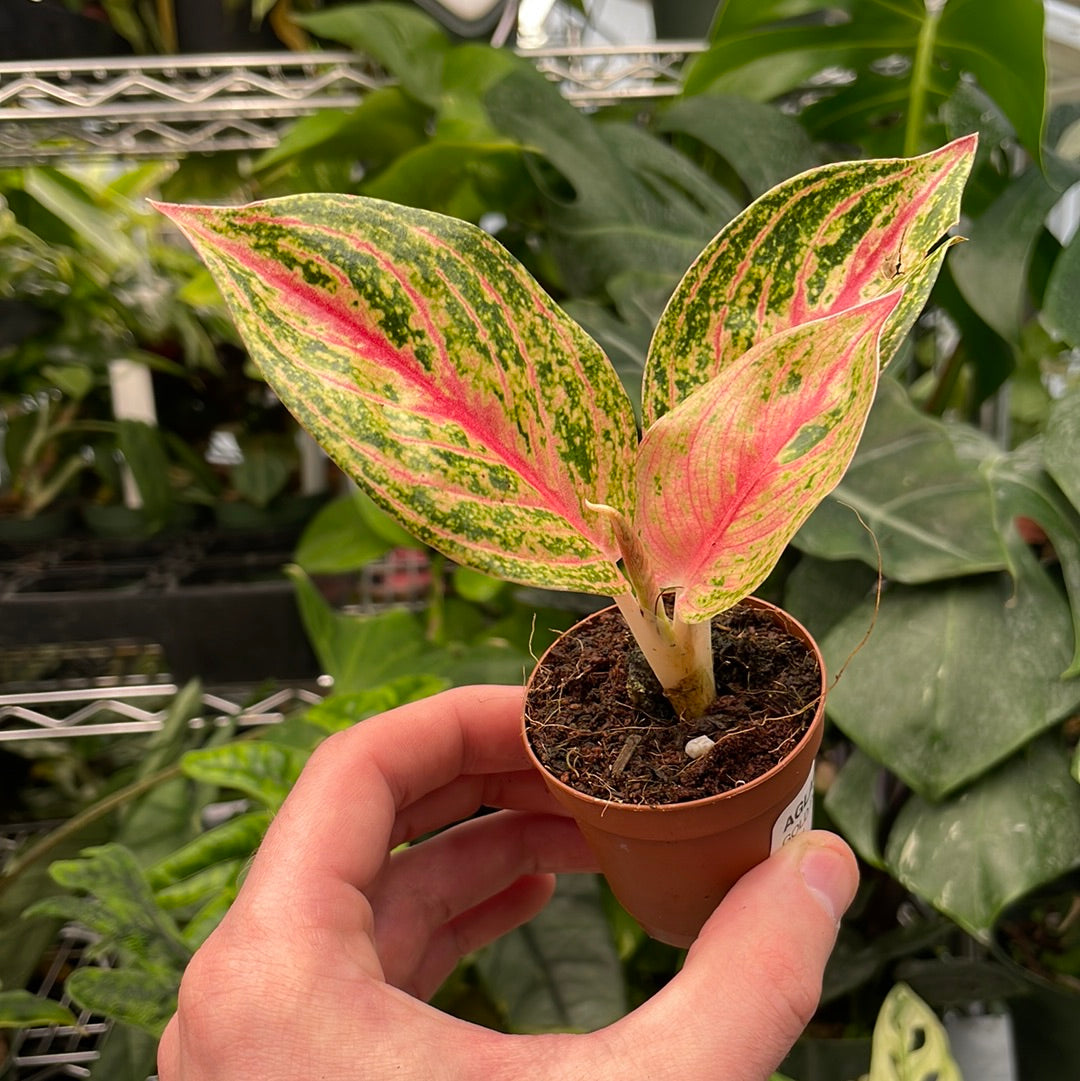 Aglaonema Gold Powder