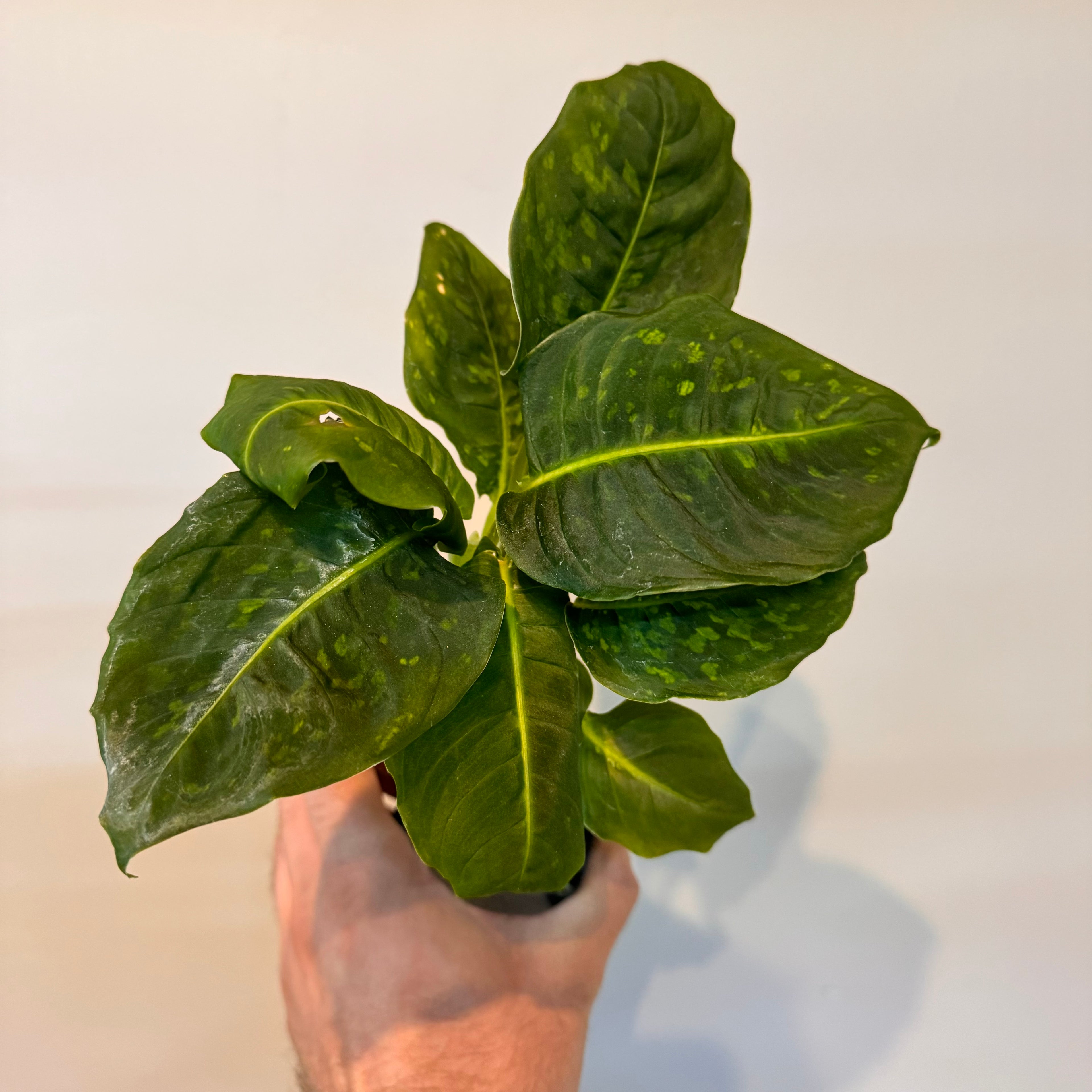 Dieffenbachia Reflector