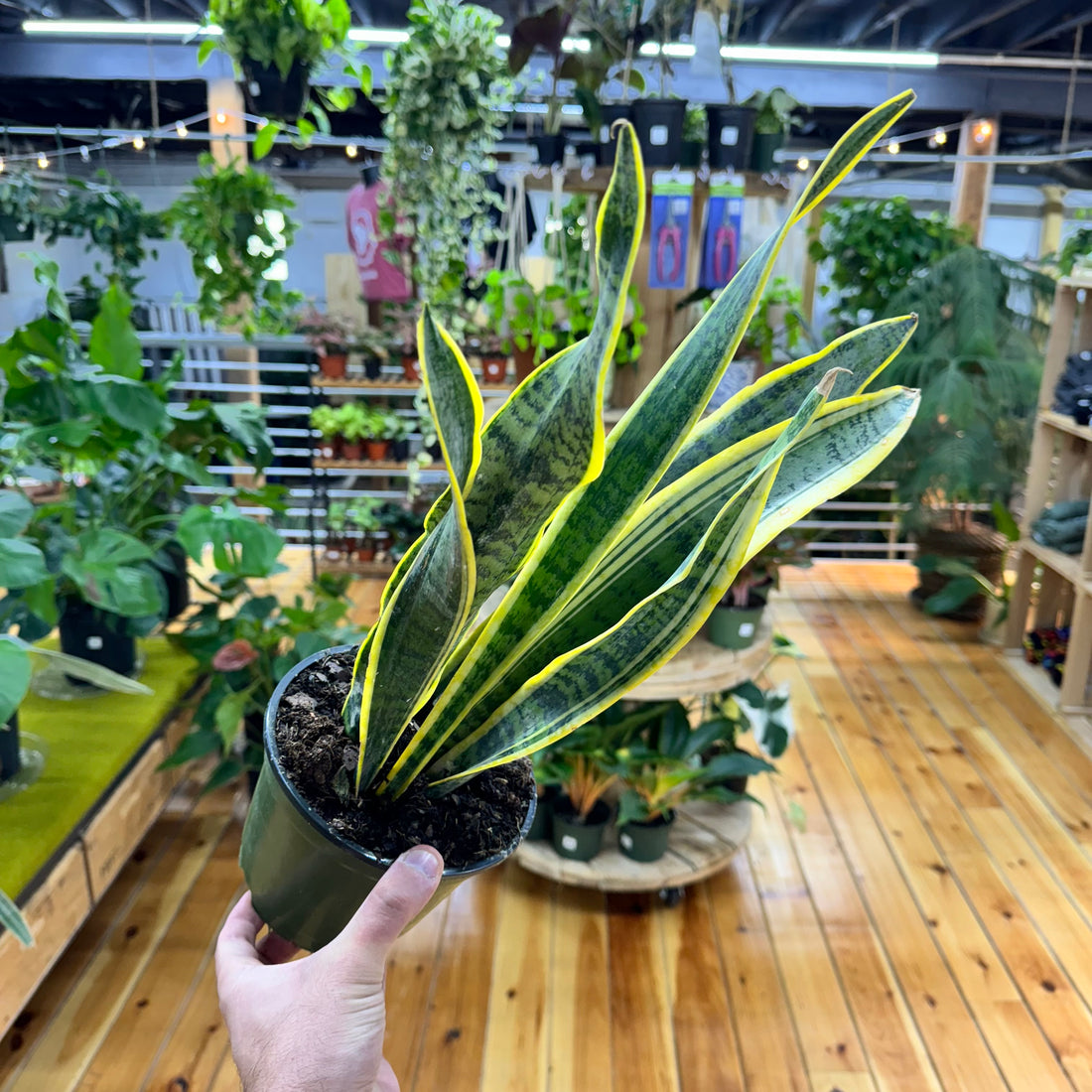 Sansevieria Laurentii