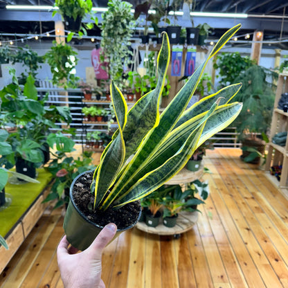 Sansevieria Laurentii