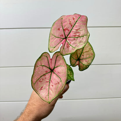 Caladium Scarlet Girl