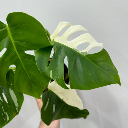 Monstera Albo