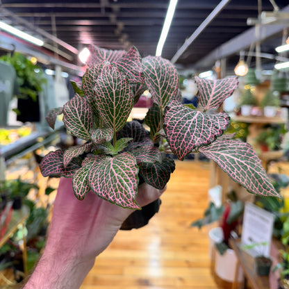 Fittonia Nerve Plant