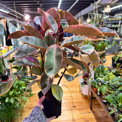 Ficus Ruby Pink