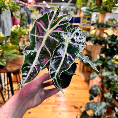 Alocasia Polly