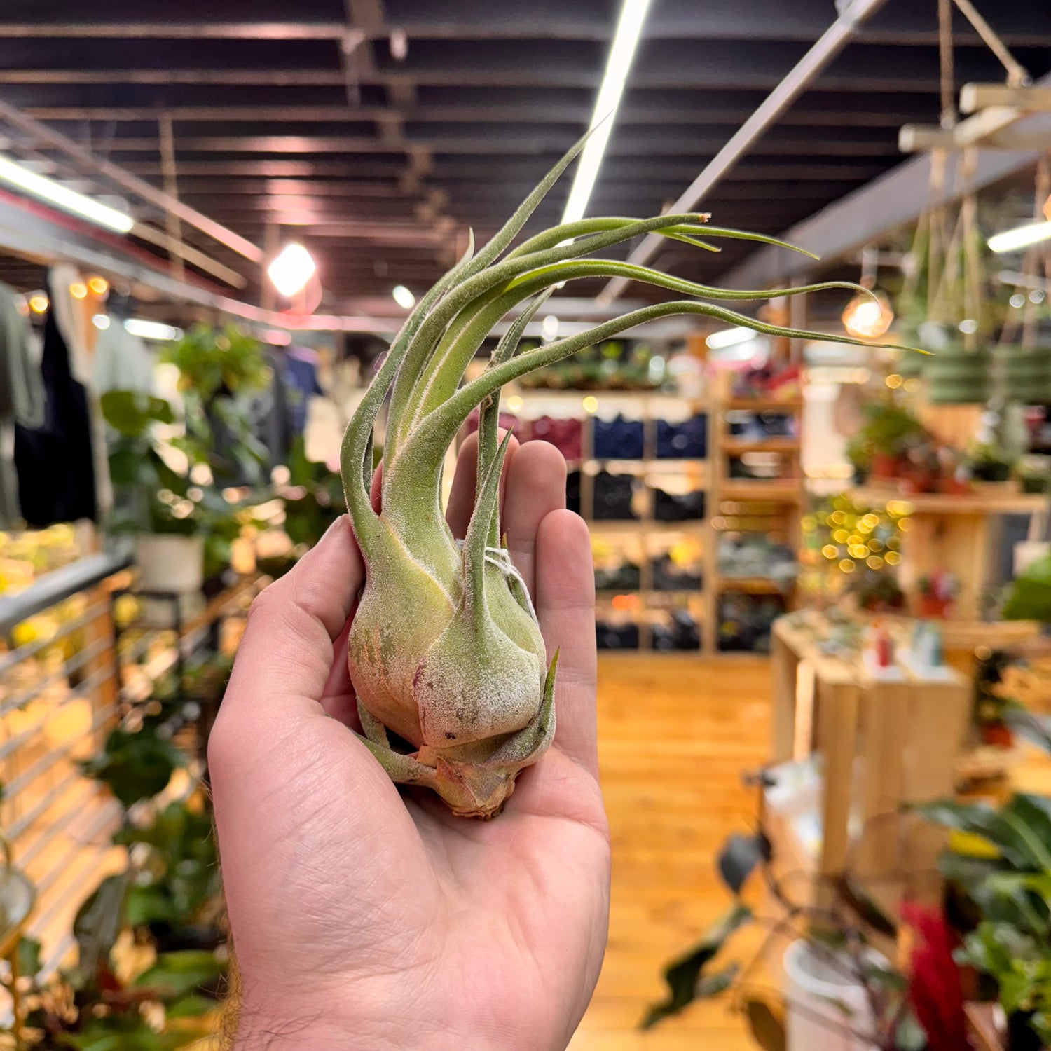 Seleriana Tillandsia Air Plant