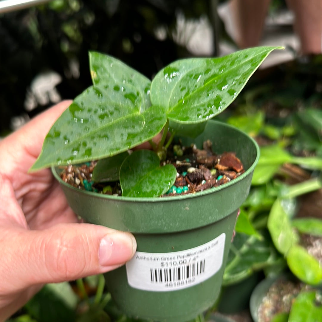 Anthurium Green Papillilaminum x Self