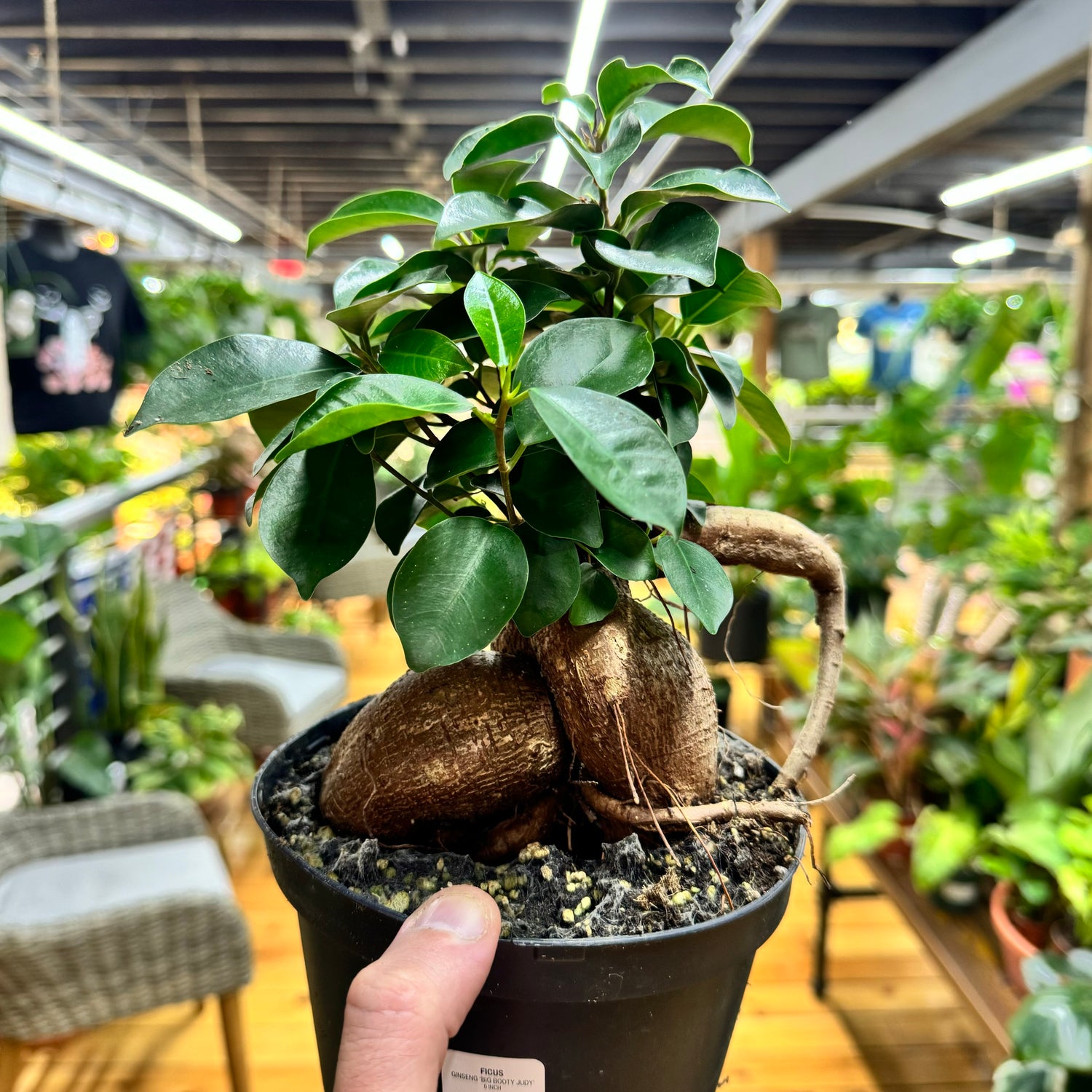 Ficus Ginseng