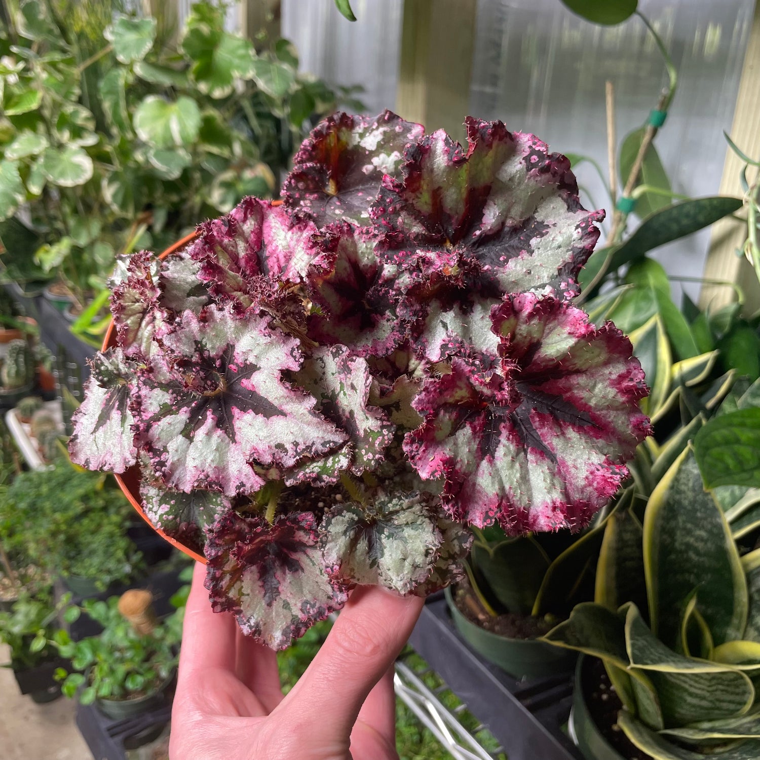 Begonia Strawberry Shortcake