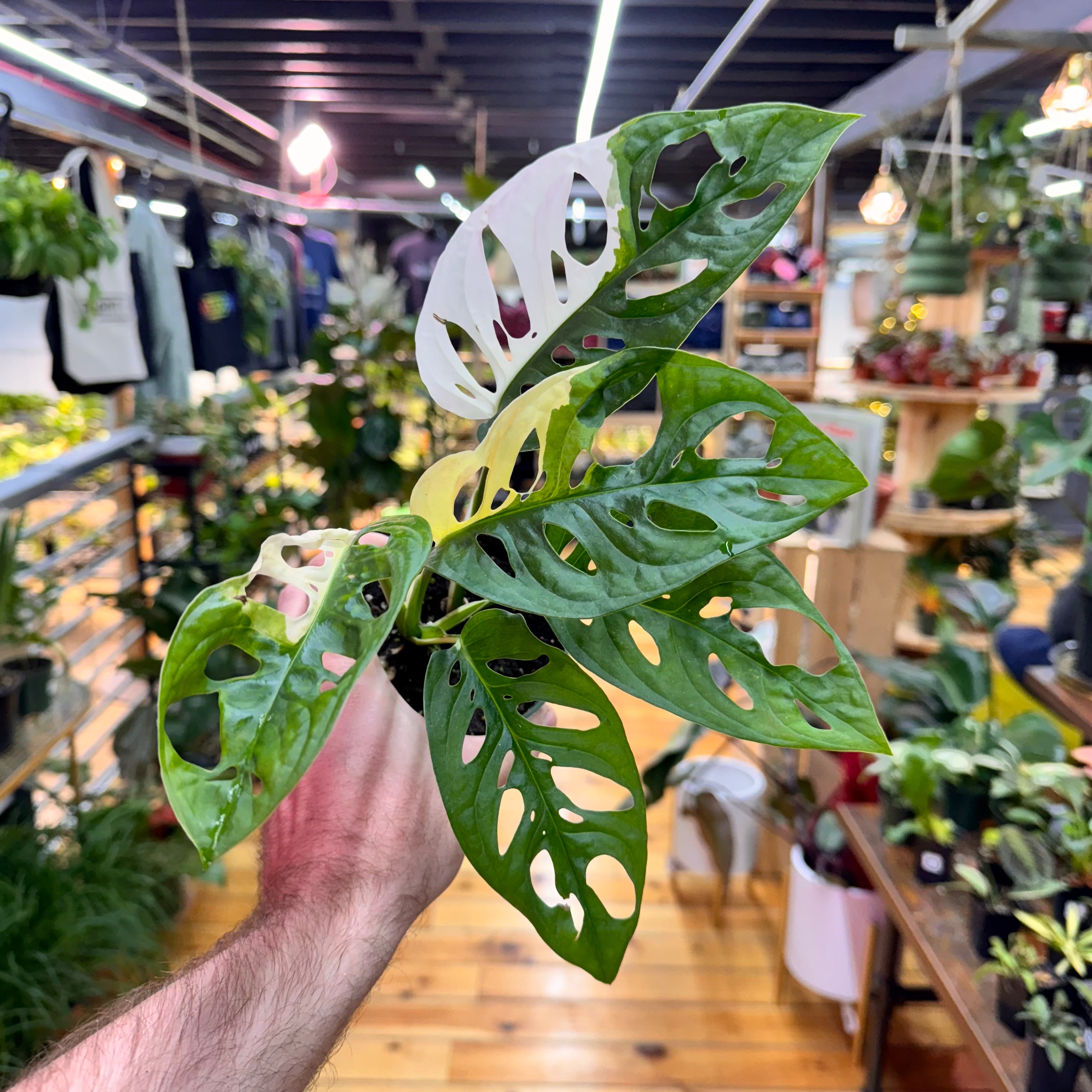 Monstera Adansonii Variegated