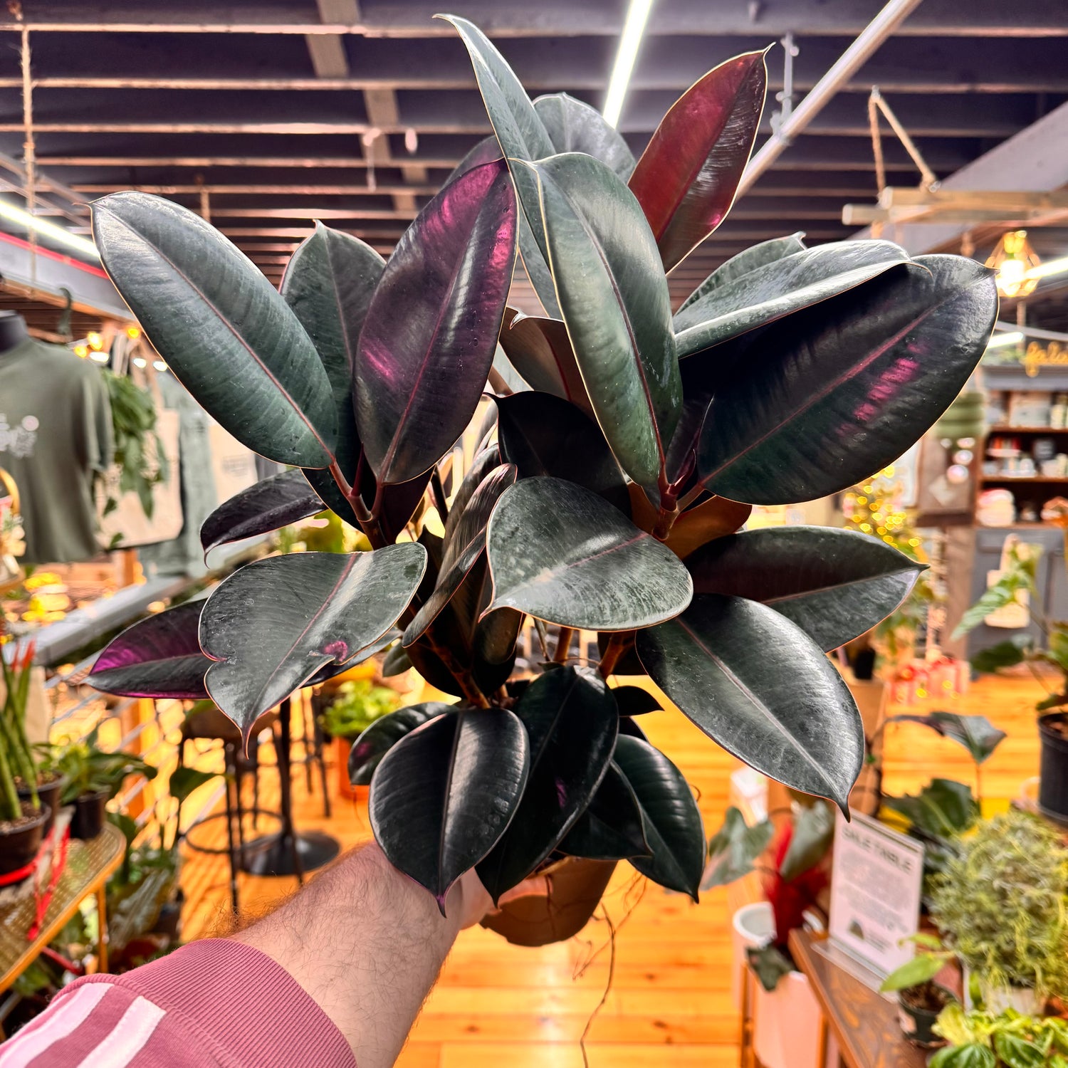 Ficus Burgundy